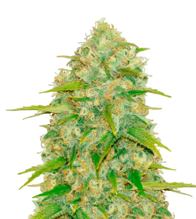 Lemon Bubba – Dutch Genetics Lemon Bubba – Dutch Genetics