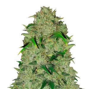 Lemon Haze Auto – Dutch Genetics