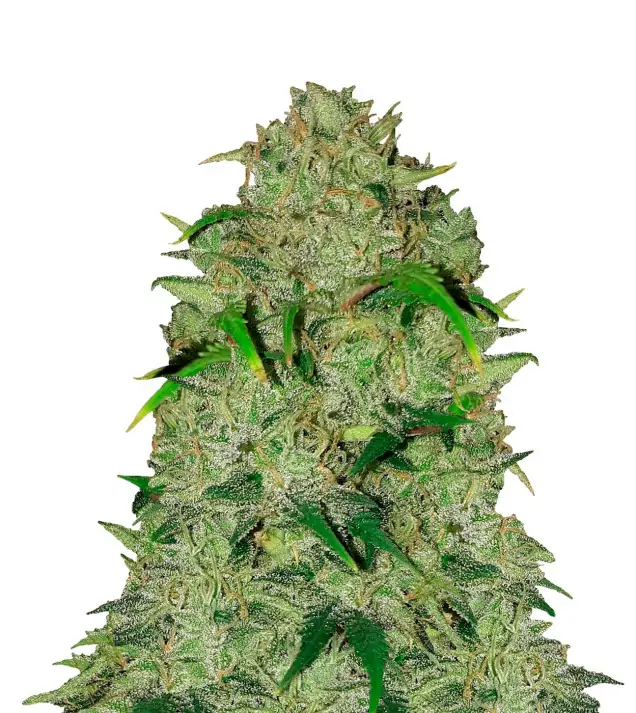 Lemon Haze Auto – Dutch Genetics Lemon Haze Auto – Dutch Genetics