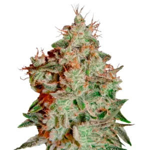 Lemon Skunk – Dutch Genetics