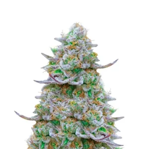 Lemon Zkittlez Auto – Dutch Genetics