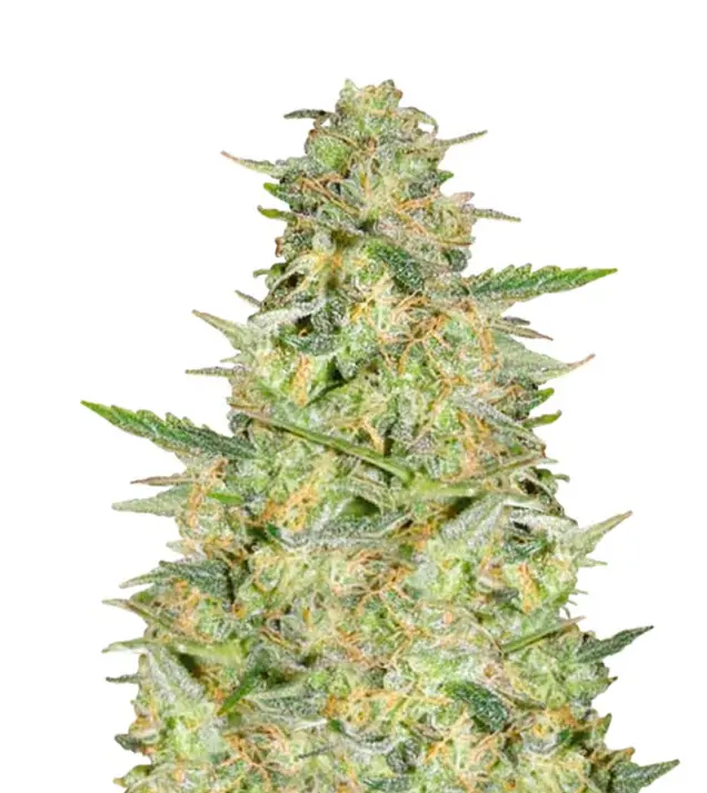 Lowryder Auto – Dutch Genetics Lowryder Auto – Dutch Genetics