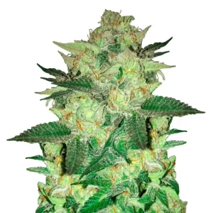 Maxi Gom Auto – Dutch Genetics
