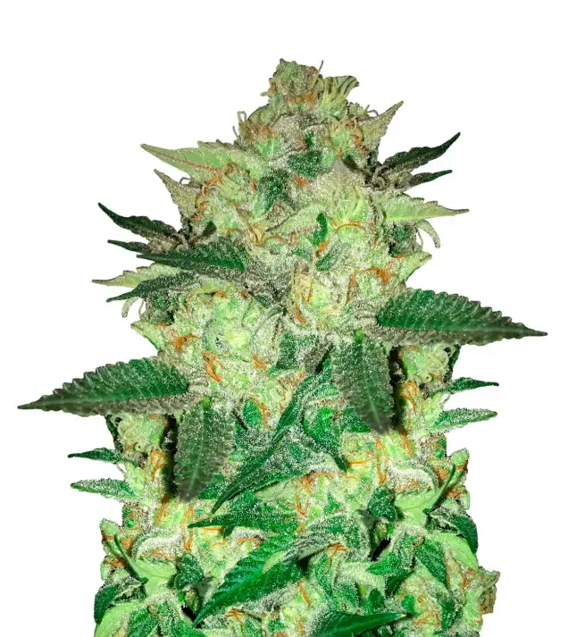 Master Kush – Dutch Genetics Master Kush – Dutch Genetics