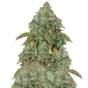 Mazar – Dutch Genetics
