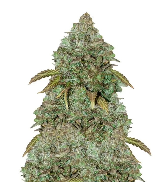 Maxi Gom Auto – Dutch Genetics Maxi Gom Auto – Dutch Genetics