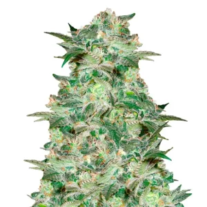 Mazar – Dutch Genetics