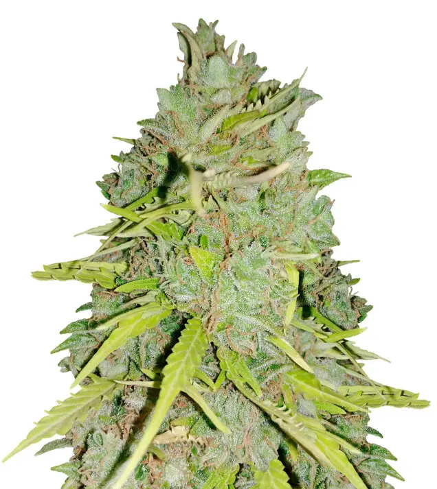 Mazar Auto – Dutch Genetics Mazar Auto – Dutch Genetics