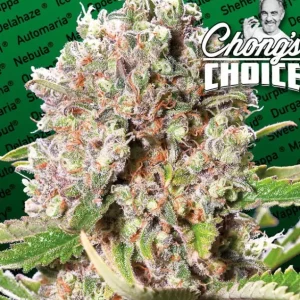 Mendocino Skunk – Paradise Seeds