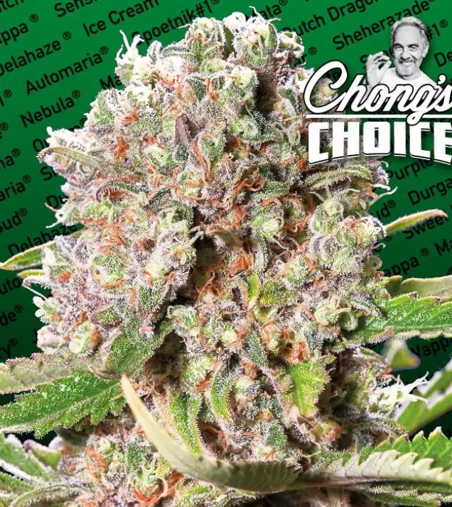 Mendocino Skunk – Paradise Seeds Mendocino Skunk – Paradise Seeds
