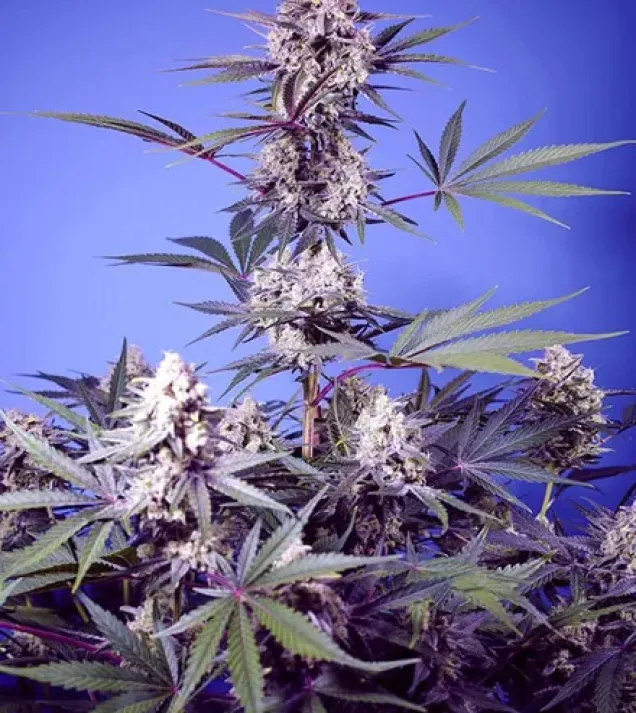 Mental Rainbow F1 Fast Version – Sweet Seeds Mental Rainbow F1 Fast Version – Sweet Seeds