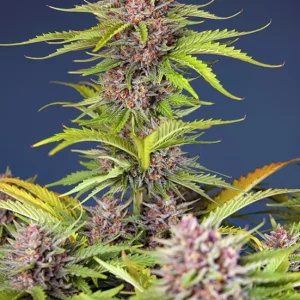 Mimosa Bruce Banner XL Auto – Sweet Seeds