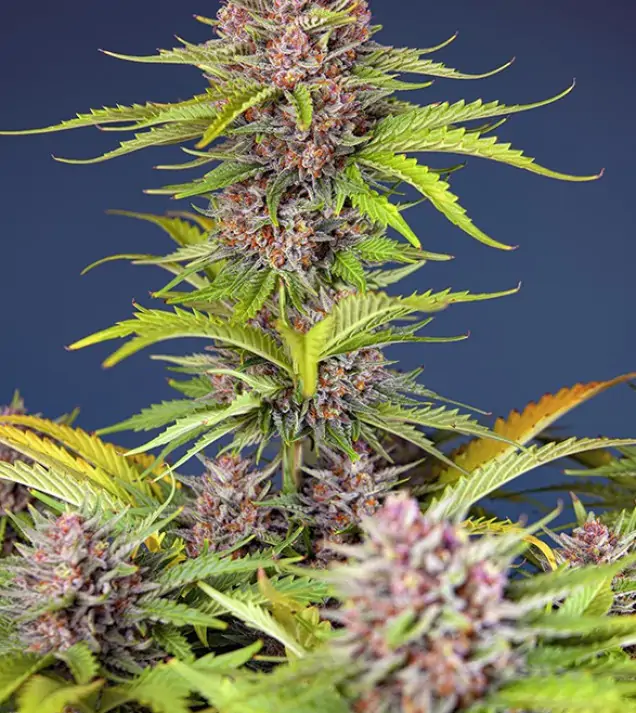 Mimosa Bruce Banner XL Auto – Sweet Seeds Mimosa Bruce Banner XL Auto – Sweet Seeds