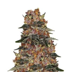Mimosa Cake Auto – Dutch Genetics