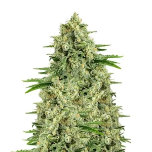Moby Dick – Dutch Genetics