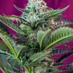 Mohan Ram Auto – Sweet Seeds