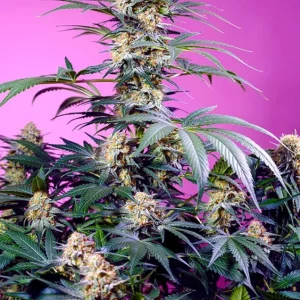 Monster Maker – Sweet Seeds