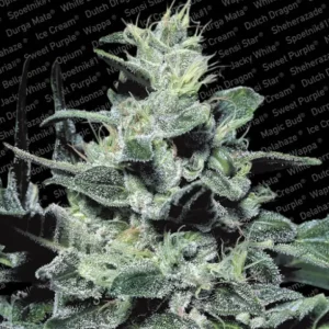 Nebula – Paradise Seeds
