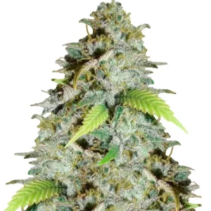 Nebula – Dutch Genetics