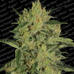Nebula II CBD – Paradise Seeds