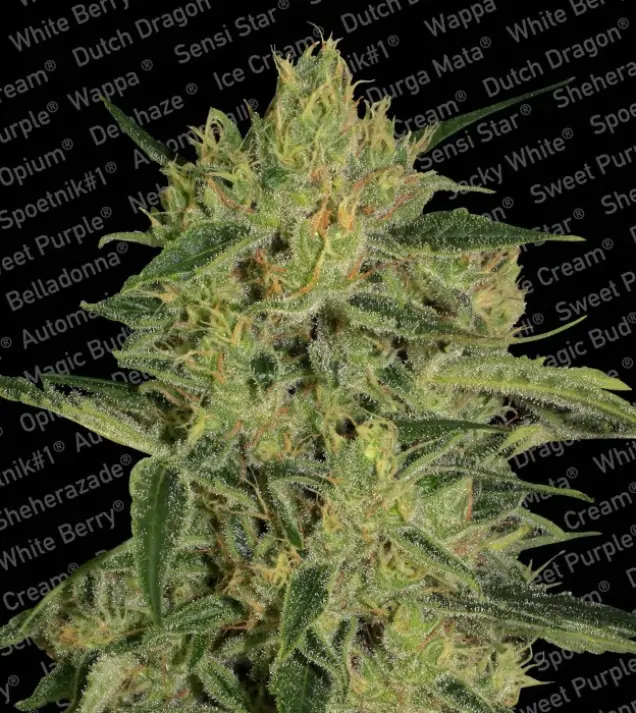Nebula II CBD – Paradise Seeds Nebula II CBD – Paradise Seeds