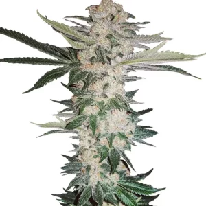 New York Diesel – Dutch Genetics