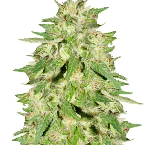 Northern Light x Big Bud Auto – Dutch Genetics
