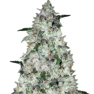 OG Kush Auto – Dutch Genetics
