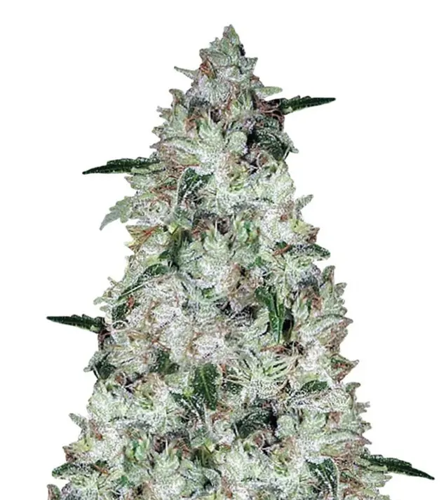 OG Kush Auto – Dutch Genetics OG Kush Auto – Dutch Genetics