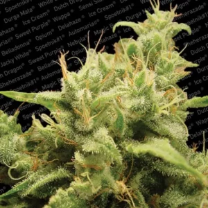 Opium – Paradise Seeds