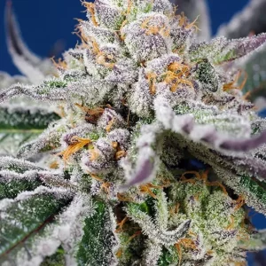 Orange Apricot Glue XL Auto – Sweet Seeds