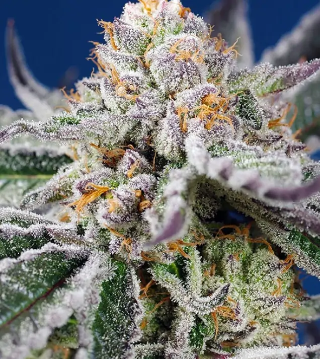 Orange Apricot Glue XL Auto – Sweet Seeds Orange Apricot Glue XL Auto – Sweet Seeds