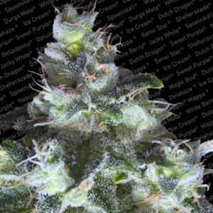 Original White Widow (IBL) – Paradise Seeds