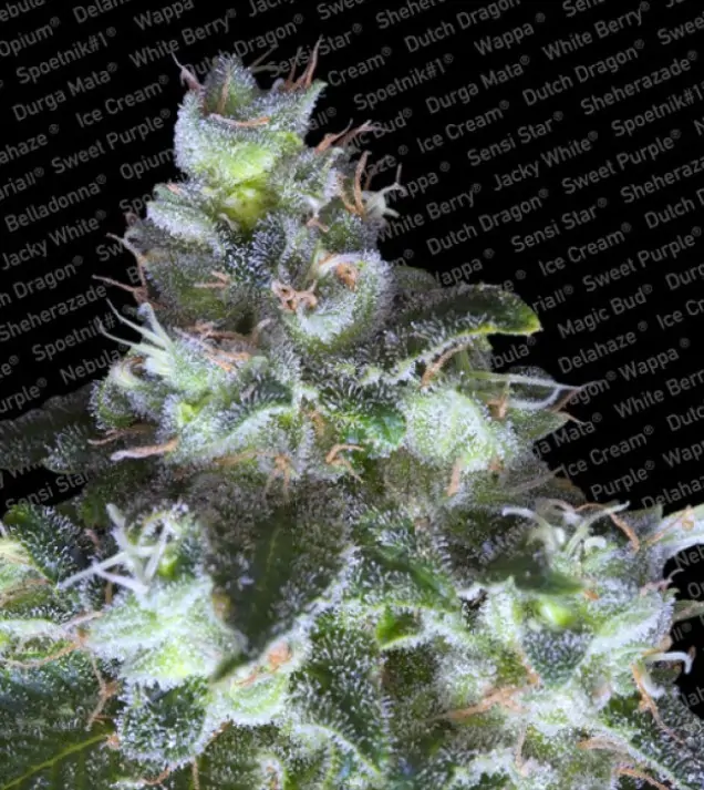 Original White Widow (IBL) – Paradise Seeds Original White Widow (IBL) – Paradise Seeds