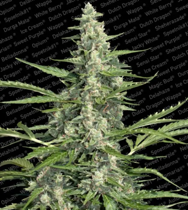 Pandora Auto – Paradise Seeds Pandora Auto – Paradise Seeds