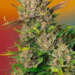 Papaya Zoap Auto – Sweet Seeds