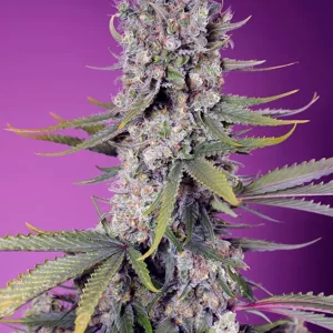 Papaya Zoap F1 Fast Version – Sweet Seeds