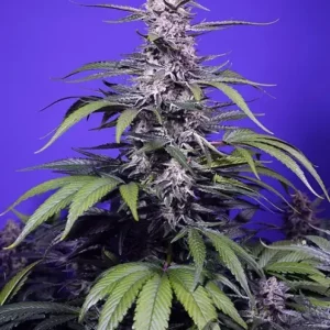 Permanent Marker XL Auto – Sweet Seeds