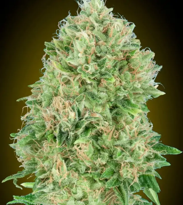 Pineapple Glue – Advanced Seeds Pineapple Glue – Advanced Seeds