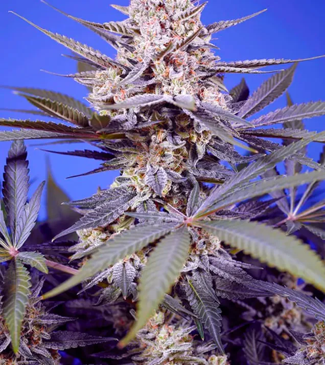 Pineapple Slush XL Auto – Sweet Seeds Pineapple Slush XL Auto – Sweet Seeds