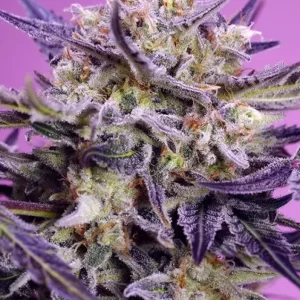 Pink Guava F1 Fast Version – Sweet Seeds