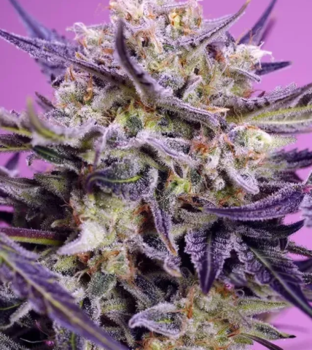 Pink Guava F1 Fast Version – Sweet Seeds Pink Guava F1 Fast Version – Sweet Seeds