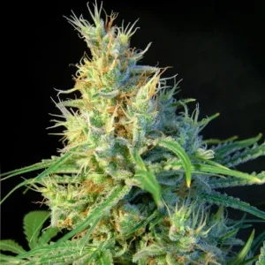 Psicodelicia – Sweet Seeds