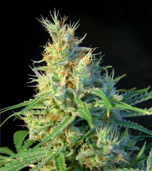 Psicodelicia – Sweet Seeds Psicodelicia – Sweet Seeds