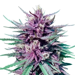 Purple Haze – Dutch Genetics