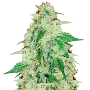 Purple Haze Auto – Dutch Genetics