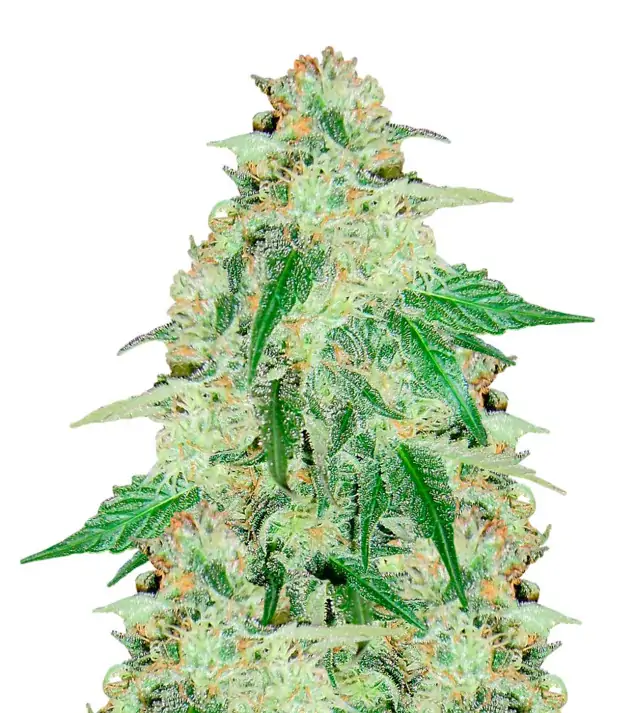 Purple Haze Auto – Dutch Genetics Purple Haze Auto – Dutch Genetics