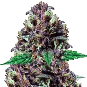 Purple Kush – Dutch Genetics