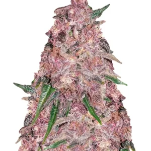 Purple Punch Fast – Dutch Genetics