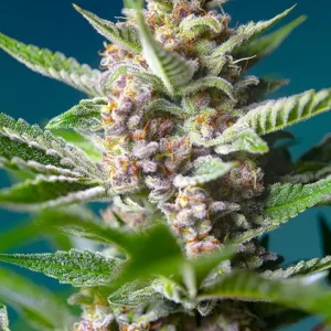 Purple Punch OG – Sweet Seeds